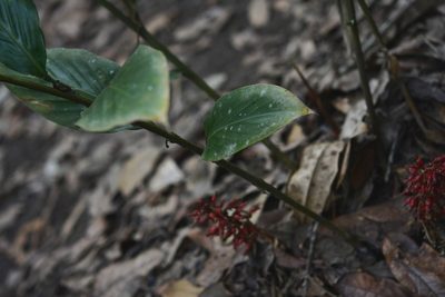 Renealmia mexicana, photographed by Neptalí Ramírez Marcial