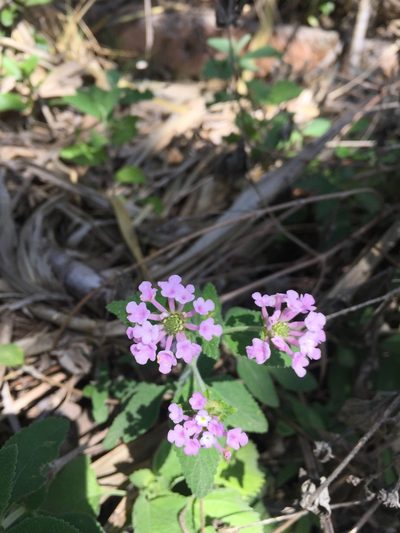 Lantana rugulosa, photographed by Diego F. Cisneros-Heredia