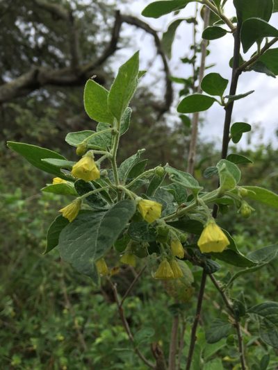 Capsicum rhomboideum, photographed by Diego F. Cisneros-Heredia