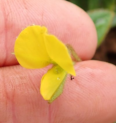 Argyrolobium rotundifolium, photographed by Peter Warren