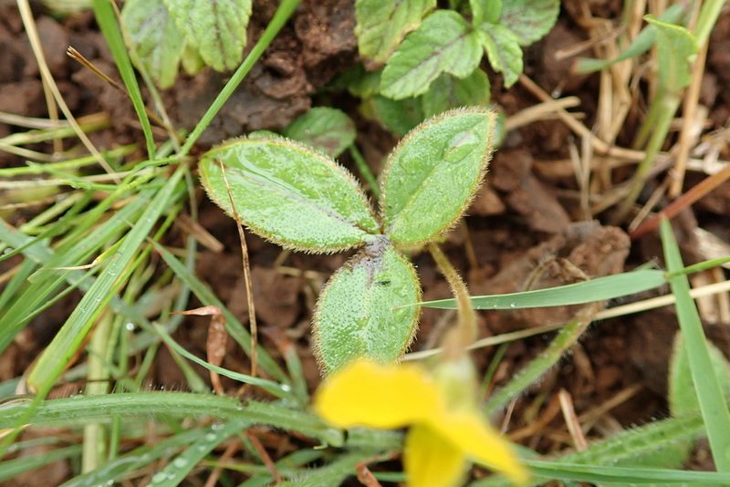 Argyrolobium rotundifolium, photographed by Peter Warren