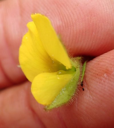 Argyrolobium rotundifolium, photographed by Peter Warren