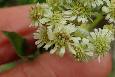 Microglossa mespilifolia, photographed by Peter Warren