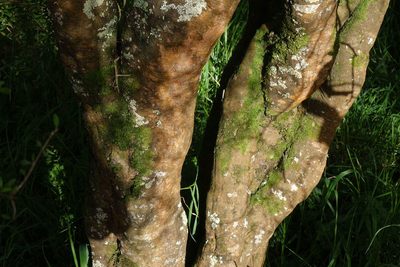 Melicytus flexuosus, photographed by John Barkla