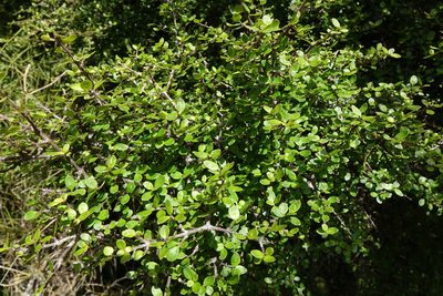Coprosma wallii, photographed by John Barkla