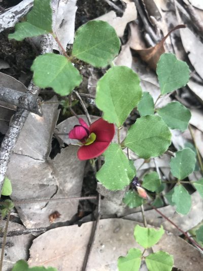 Kennedia carinata, photographed by Ann Bentley