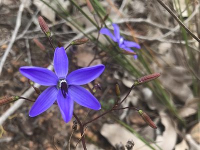 Agrostocrinum hirsutum, photographed by Ann Bentley