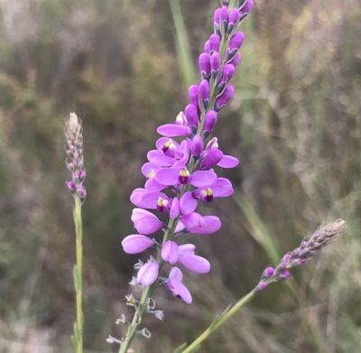 Comesperma virgatum, photographed by Ann Bentley