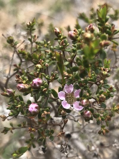 Pericalymma ellipticum, photographed by Ann Bentley