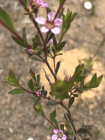 Pericalymma ellipticum, photographed by Ann Bentley