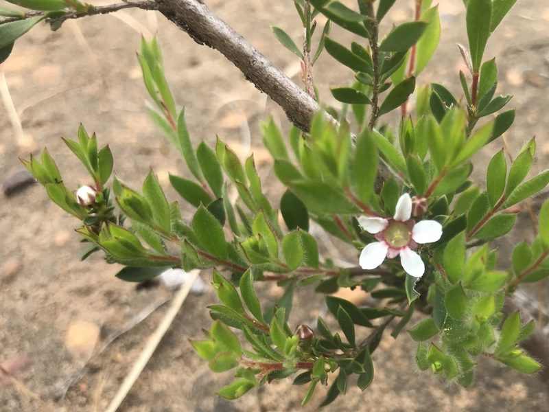 Pericalymma ellipticum, photographed by Ann Bentley