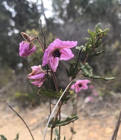 Thomasia grandiflora, photographed by Ann Bentley