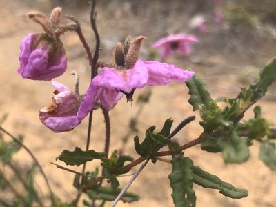Thomasia grandiflora, photographed by Ann Bentley
