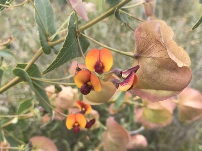 Daviesia cordata, photographed by Ann Bentley