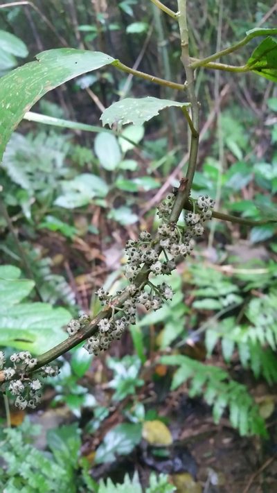 Oreocnide obovata, photographed by Eugene Popov