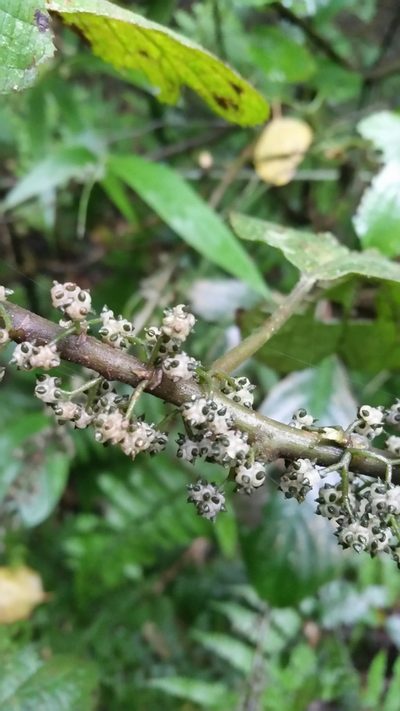 Oreocnide obovata, photographed by Eugene Popov