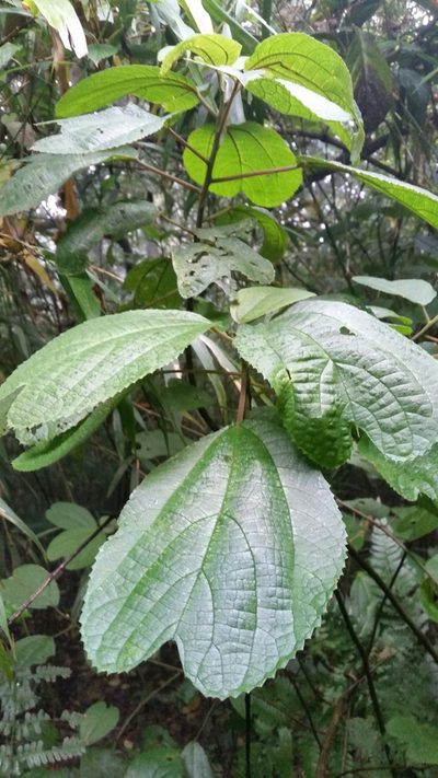 Oreocnide obovata, photographed by Eugene Popov