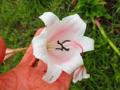 Crinum macowanii, photographed by Peter Warren