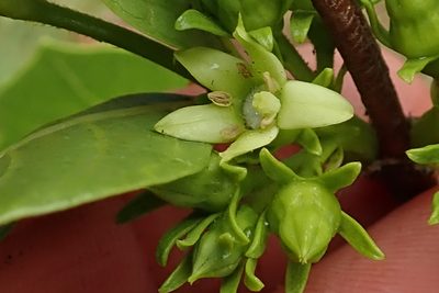 Vangueria venosa, photographed by Peter Warren