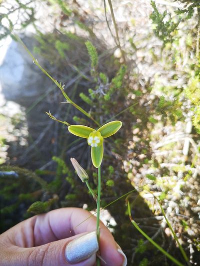 Albuca juncifolia, photographed by leandra-k_89