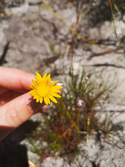 Ursinia tenuifolia, photographed by leandra-k_89