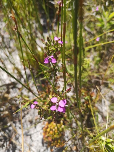 Polygala recognita, photographed by leandra-k_89