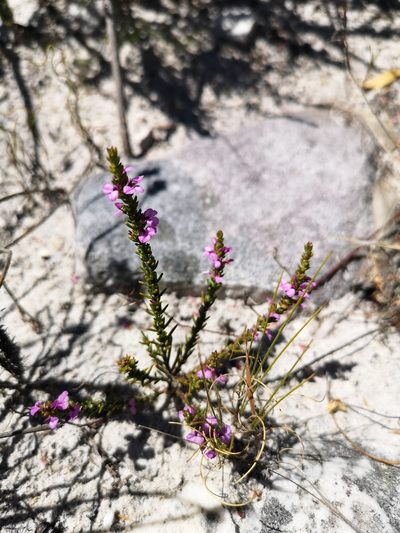 Muraltia curvipetala, photographed by leandra-k_89