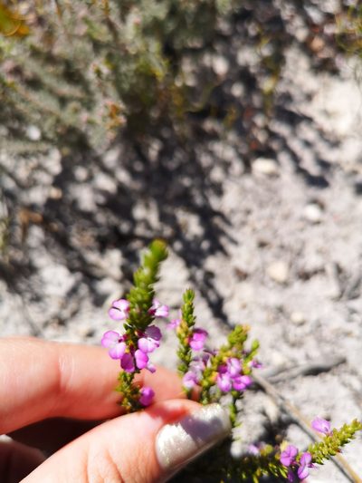 Muraltia curvipetala, photographed by leandra-k_89