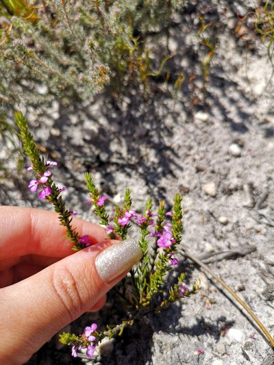 Muraltia curvipetala, photographed by leandra-k_89