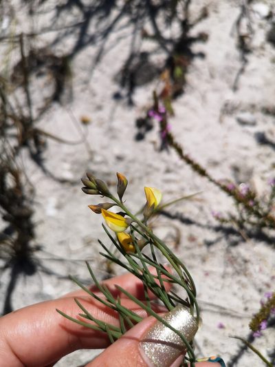 Lebeckia meyeriana, photographed by leandra-k_89