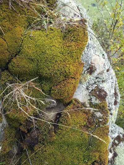 Sclerodontium pallidum, photographed by Peter de Lange