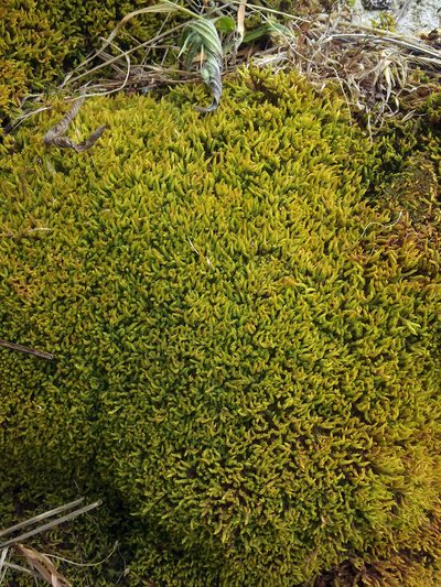 Sclerodontium pallidum, photographed by Peter de Lange