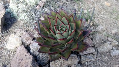 Echeveria agavoides, photographed by Alberto Wong