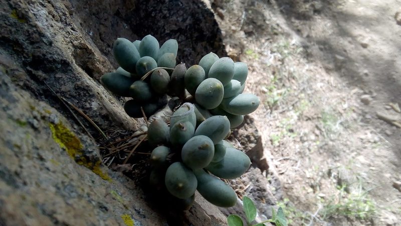 Pachyphytum hookeri, photographed by Alberto Wong