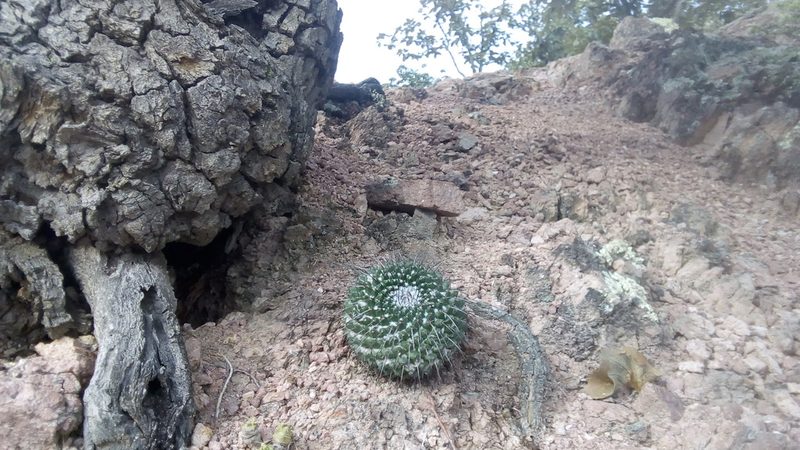 Mammillaria orcuttii, photographed by Alberto Wong