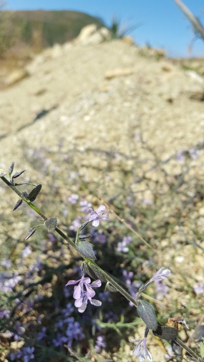 Loeselia pumila, photographed by Eugenio Padilla