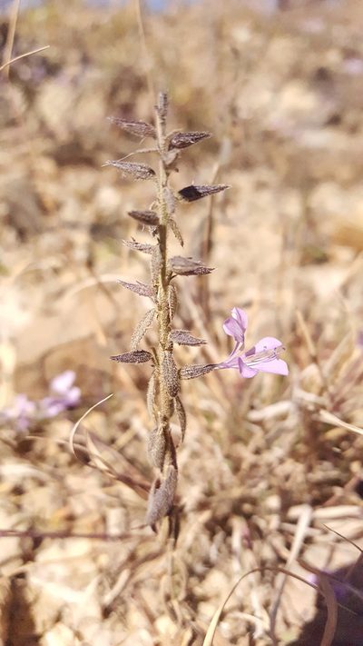 Loeselia pumila, photographed by Eugenio Padilla