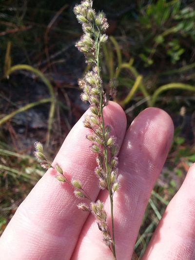 Anthenantia rufa, photographed by Will McFarland
