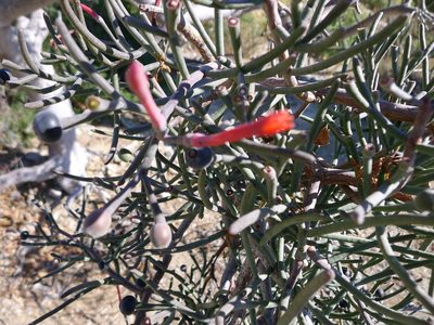 Psittacanthus sonorae, photographed by John Hibbard