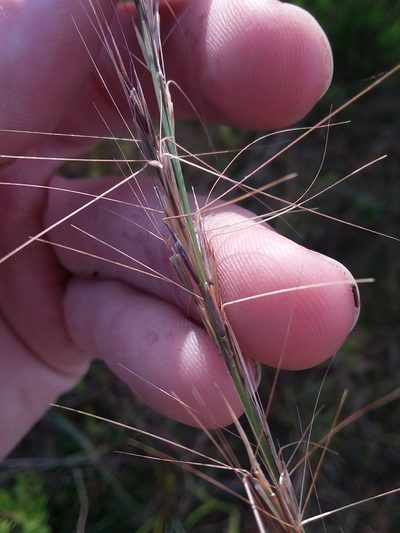 Aristida palustris, photographed by Will McFarland