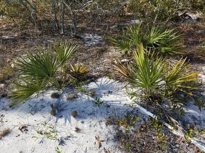 Sabal etonia, photographed by Scott Allen Davis
