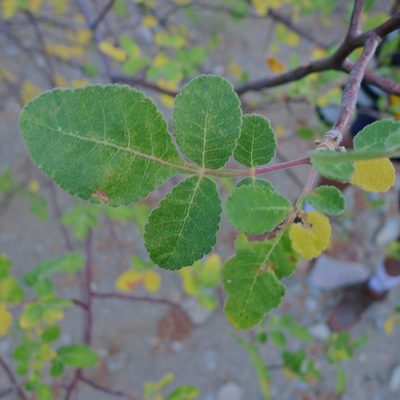 Bursera hindsiana, photographed by John Hibbard