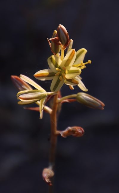 Coilonox secundum, photographed by Tony Rebelo
