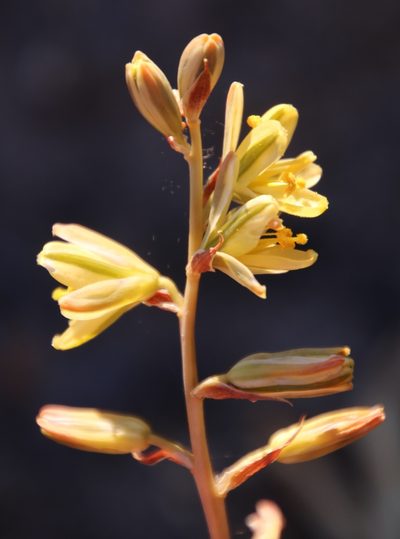 Coilonox secundum, photographed by Tony Rebelo