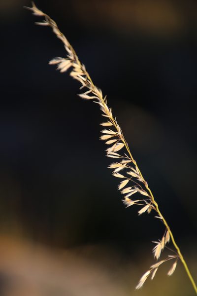 Ehrharta thunbergii, photographed by Tony Rebelo