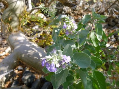 Salvia platycheila, photographed by John Hibbard
