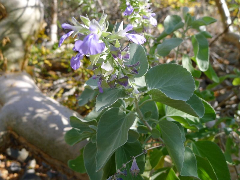 Salvia platycheila, photographed by John Hibbard