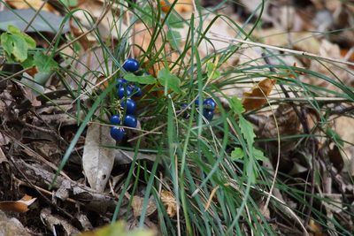 Ophiopogon japonicus, photographed by harum.koh