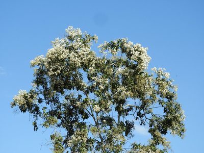 Cordia alliodora, photographed by Francisco Farriols Sarabia
