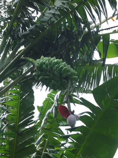 Musa balbisiana, photographed by blancadog